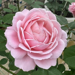 Strawberry Swing Rose