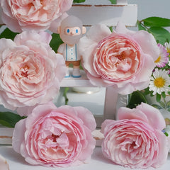 Strawberry Swing Rose