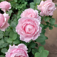Strawberry Swing Rose