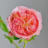 Summer Fireworks Rose