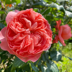 Summer Fireworks Rose