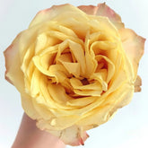 Summer Sunshine Rose