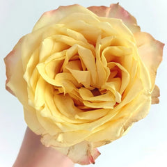 Summer Sunshine Rose