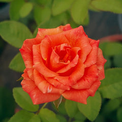 Sunset Glow Rose