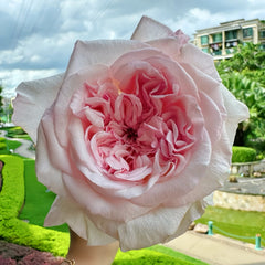 Swan Lake Rose