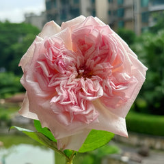 Swan Lake Rose