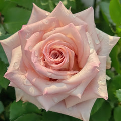 Sweet Menta Rose