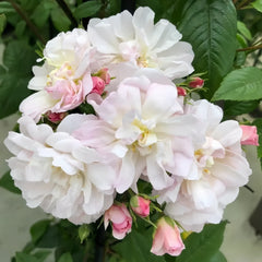 Sweet Siluetta Rose