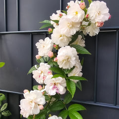Sweet Siluetta Rose