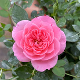 Sweetheart memory Rose