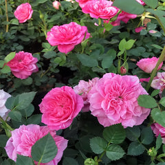 Sweetheart memory Rose