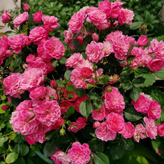 Sweetheart memory Rose