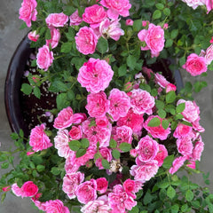 Sweetheart memory Rose