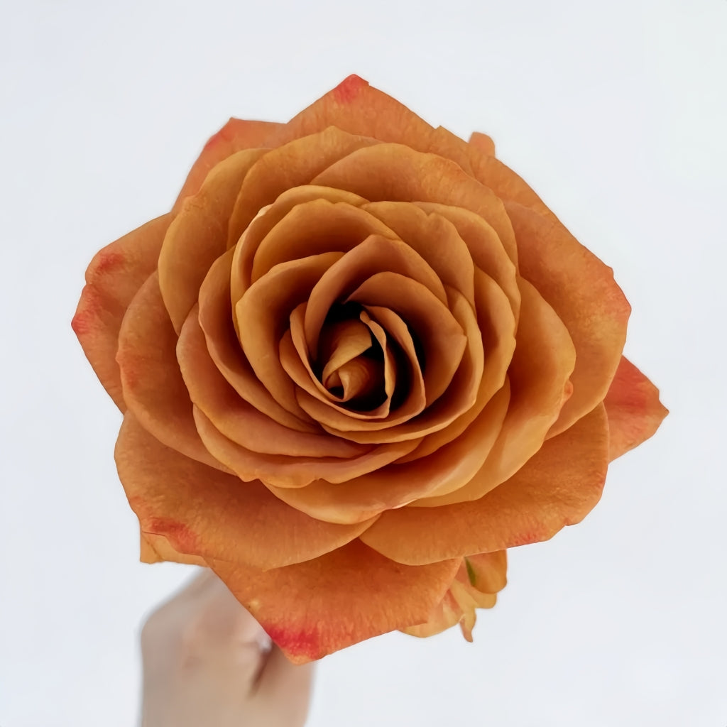 Symbol Rose