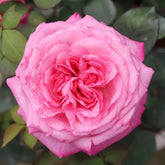 Tao Zhuo Lan Tian Rose