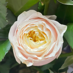 Teresa Rose Madame Gulya Rose
