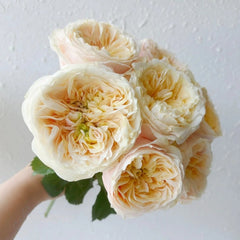 Teresa Rose Madame Gulya Rose