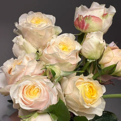 Teresa Rose Madame Gulya Rose