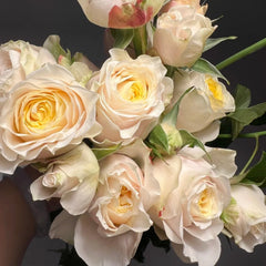 Teresa Rose Madame Gulya Rose