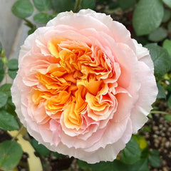 The Impressionist Rose