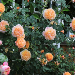 The Impressionist Rose