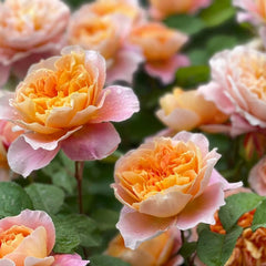 The Impressionist Rose