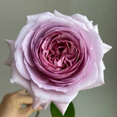The Pride Rose
