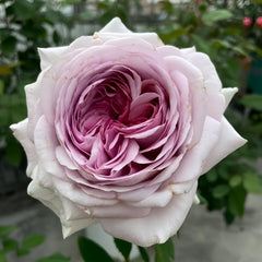 The Pride Rose