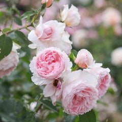 The Wedgwood Rose