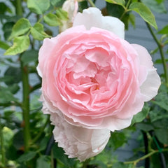 The Wedgwood Rose