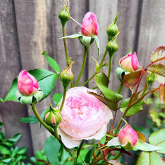 The Mill On The Floss Rose