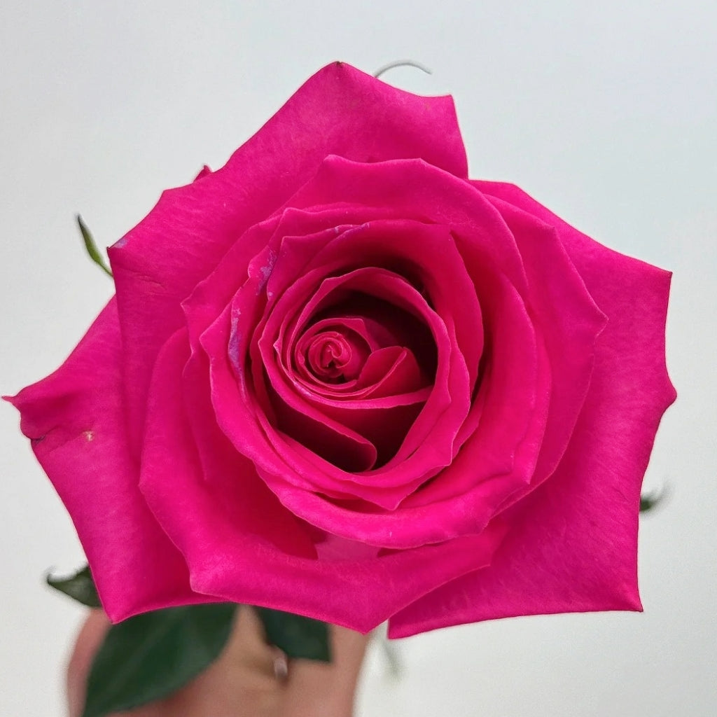 トップス rose Topaz Rose – Rosesplant
