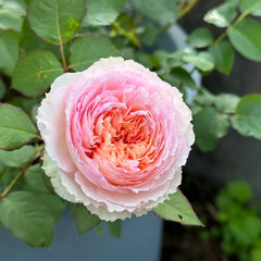 Traumerei Rose