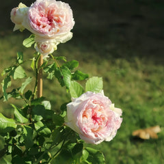 Traumerei Rose