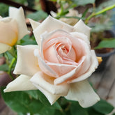 Trésor du Jardin Rose
