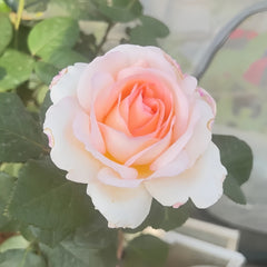 Trésor du Jardin Rose