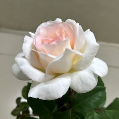 Trésor du Jardin Rose