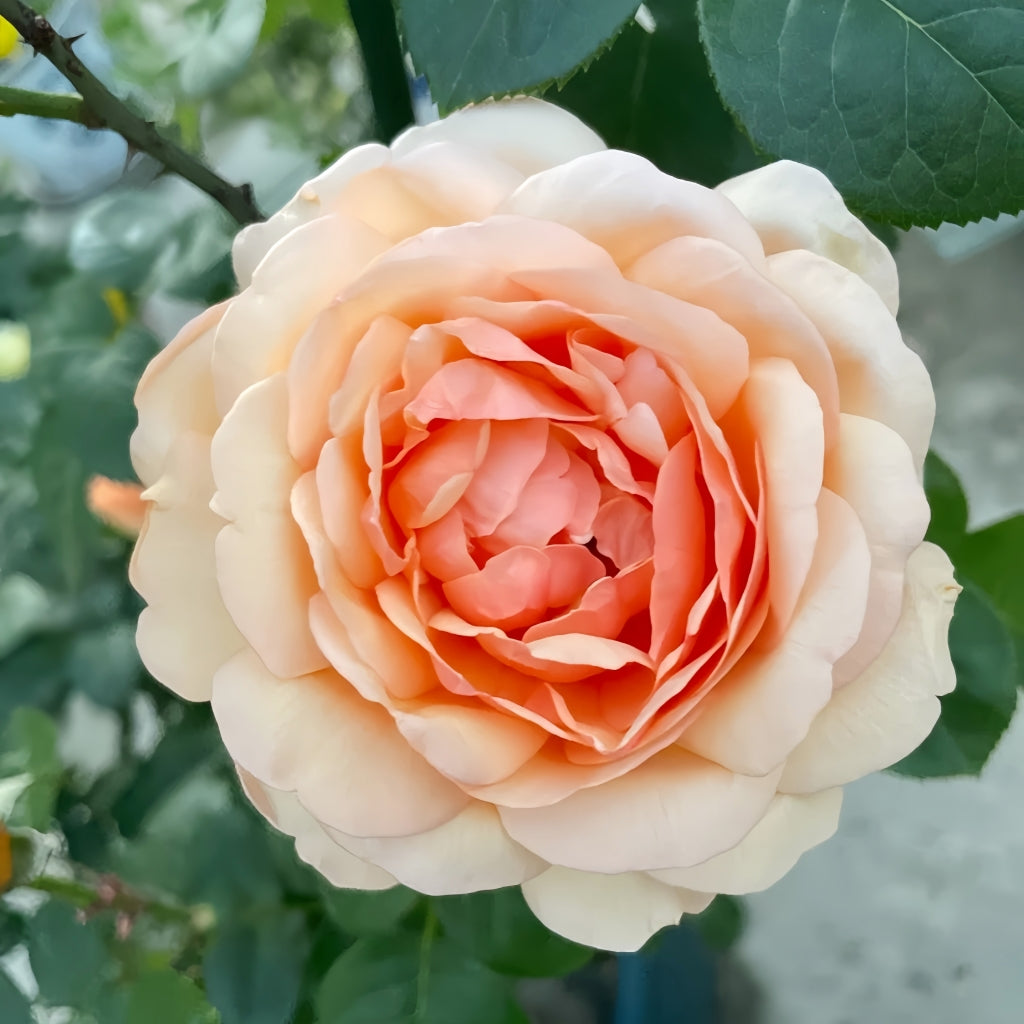 Tropicana Rose