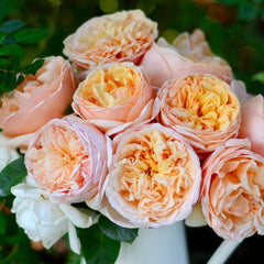 Tropicana Rose