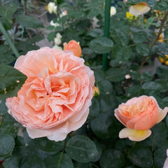 Tropicana Rose