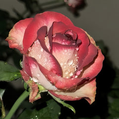 Tsar Rose
