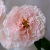 Tsumugi-Hirari Rose