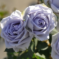 Turn Blue Rose