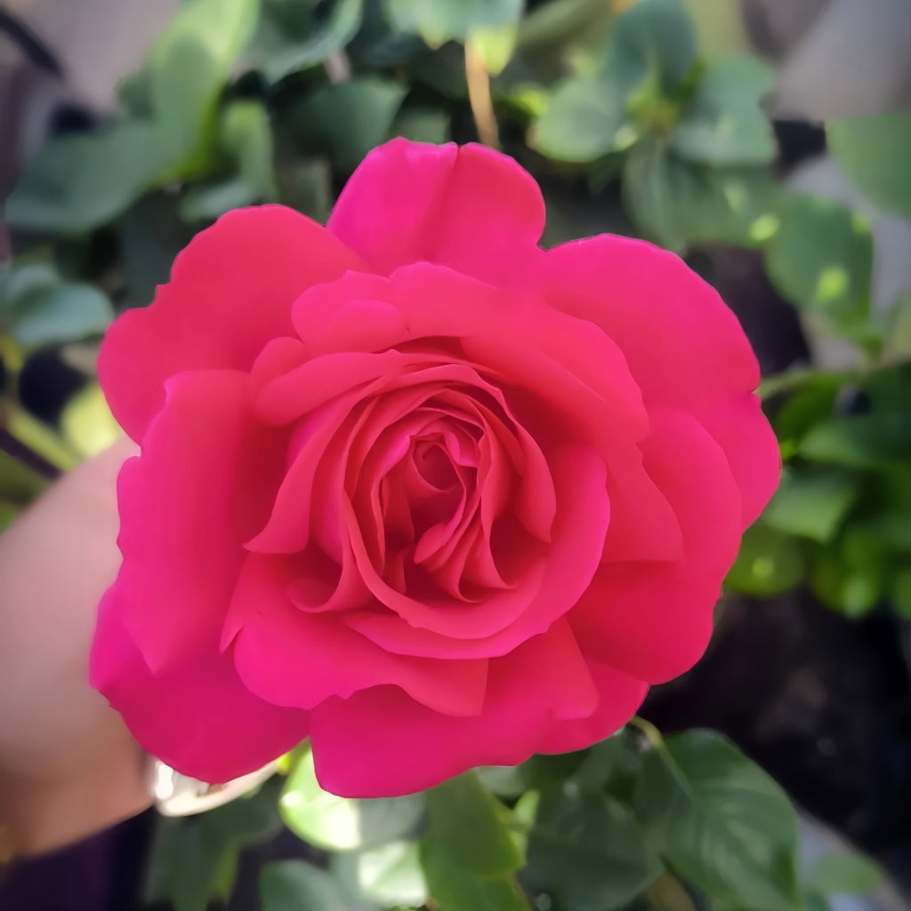 Velasquez Rose