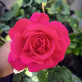 Velasquez Rose
