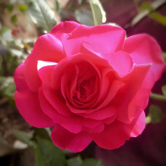 Velasquez Rose