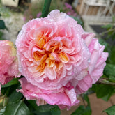 Versigny Rose