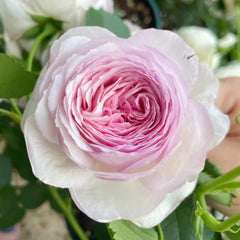 Vesalius Rose