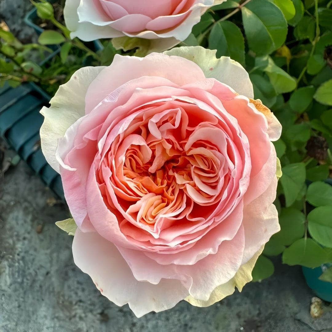 Victoria Bride shrub rose with large peach-pink cup blooms, green-tinted outer petals, multi-layered form, and elegant vintage charm.