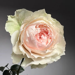 Victoria Bride shrub rose with large peach-pink cup blooms, green-tinted outer petals, multi-layered form, and elegant vintage charm.